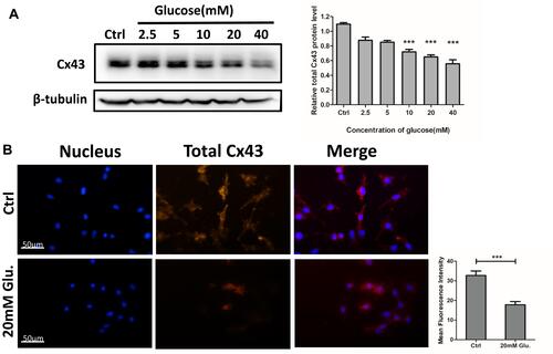 Figure 3 Dose-dependent reduction of total Cx43 protein expression in MLO-Y4 cells in response to glucose, as determined using Western blotting and immunofluorescence assays. (A) Cx43 expression was dose-dependently reduced in response to glucose after 48 hrs. Relative expression of Cx43 protein is shown in the histogram to the right of the blot. The relative levels of Cx43 protein significantly reduced to 65.03 ± 8.50% and 55.75 ± 10.78% following exposure to 20 and 40 mM glucose for 24 hrs, respectively. Data are presented as the mean ± standard deviation of three independent experiments. Analysis of variance; ***P<0.001 vs Ctrl. (untreated cells). The statistical results are shown in the histogram on the right. (B) Cx43 immunofluorescence (red) was reduced in MLO-Y4 cells treated with 20 mM glucose compared with the control group. Blue, nuclei. All images were obtained at the same magnification. Bar=50 μm. The statistical results are shown in the histogram to the right of immunofluorescence images. Data are presented as the mean ± standard deviation of three independent experiments. Analysis of variance; ***P<0.001 vs Ctrl. (untreated cells).