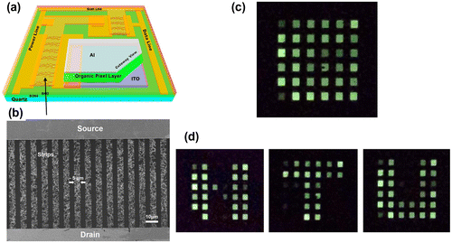 Figure 14. (a) Schematic view of OLED display. (b) SEM image of parallel CNT strips with a width of 5 μm. (c) A photo showing the 36 pixels. (d) The letters “N”, “T”, and “U” are displayed sequentially on this OLED display. (Reprinted with permission from [Citation210], copyright 2015 Nature Publishing Group.)