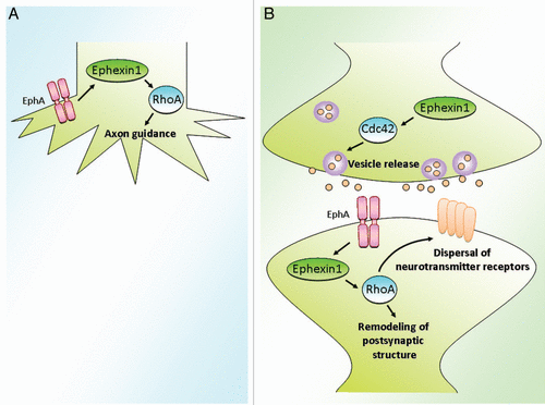 Figure 1 Multiple roles of the Rho GEF ephexin1 during synapse formation and remodeling. (A) During early development of synapse formation, ephexin1 is an important regulator for the axon guidance of retina ganglion cells via activation of RhoA.Citation12,Citation20 (B) At mature hippocampal synapses and the neuromuscular junction, ephexin1 plays important roles at both pre- and postsynaptic sites.Citation17,Citation21 Presynaptically, ephexin1 regulates the homeostatic vesicle release, as shown at the drosophila NMJ. Postsynaptically, ephexin1 modulates both the localization of neurotransmitter receptors and the synaptic structural remodeling. In particular, ephexin1 functions to disperse the synaptic AChR clusters at the mammalian NMJ. In addition, ephexin1 is important for the structural remodeling of both the postsynaptic muscle membrane of the NMJ and the dendritic spines of the hippocampal neurons.