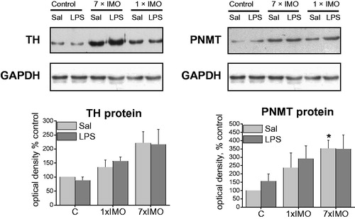 Figure 2. Expression of tyrosine hydroxylase (TH) and phenylethanolamine N-methyltransferase (PNMT) protein in adipocyte fractions, detected by Western blot. For TH, 30 μg and for PNMT 60 μg of soluble protein fraction was loaded into the gel lanes. Each column is displayed as mean ± S.E.M. and represents an average of 4–6 animals. Values of *p < 0.05, **p < 0.01, ***p < 0.001 defined the statistical significance versus control groups and values of +p < 0.05, ++p < 0.01, +++p < 0.001 LPS versus saline groups of the same stress interval.