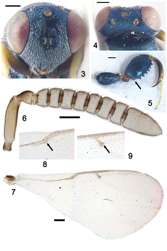 Figures 3–9. Oopristus iqrae Usman and Anwar sp. nov. holotype, female. 3 head, frontal view, 4 head, dorsal, view, 5 hing leg, in part arrow indicate ventral tooth-1, 6 antenna, 7 fore wing, 8 part of fore wing enlarged, arrow indicates coeloconic sensilla, 9 part of fore wing enlarged, arrow indicates coeloconic sensilla. Scale bars = 0.1 mm.