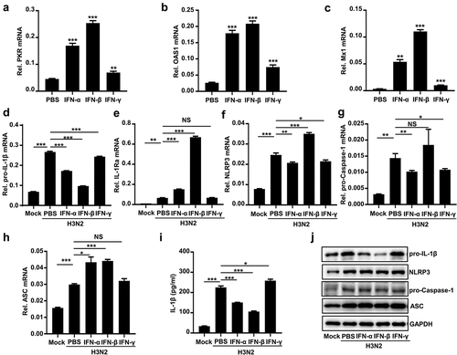 Figure 4. Type I IFN inhibits IAV-activated NLRP3 inflammasome by downregulating pro-IL-1β mRNA. (a–c) IFN-α (600 U/ml), IFN-β (50 ng/ml), and IFN-γ (50 ng/ml) stimulated THP-1 macrophages for 6 h. the PKR (a), OAS1 (b) and M x 1 (c) mRnas were quantified by qPCR. (d–j) H3N2 (MOI = 2) infected macrophages for 24 h, and then the cells were treated with IFN-α protein (600 U/ml), IFN-β (50 ng/ml), or IFN-γ (50 ng/ml) protein for 6 h. the mRNA levels of the indicated genes (d-h) were analyzed by qPCR. Secreted IL-1β was detected by ELISA (i). the levels of indicated proteins were detected by Western blotting (j).