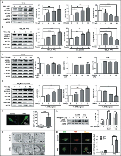 Figure 1. For figure legend, see page 2074.Figure 1 (See previous page). Pramipexole (PPX) and quinpirole induce autophagy activation in PC12 cells. (A to D) PC12 cells were treated with PPX (A and B), dexpramipexole (DexPPX, C), or quinpirole (D) at various concentrations for the indicated time. The changes of LC3B-II, BECN1, and SQSTM1 proteins levels in response to the treatments were analyzed by western blotting. ACTB/actin served as loading controls for this and other figures. N=3 or 4. One-sample t test. (E) Effect of PPX on EGFP-LC3B dots formation. PC12 cells were transfected with EGFP-LC3B plasmid for 48 h and subjected to 100 μM PPX treatment for 12 h, followed by confocal microscopy study for EGFP-LC3B dots. At least 30 cells per group were included for the counting and quantification. Scale bar: 20 μm. Student t test. (F) Transmission electron microscopy (TEM) images for autophagic vacuoles (green arrows pointed) in normal PC12 cells following 100 μM PPX treatment for 12 h. (ii) and (iii) represents the insets in black square in (i) and (ii), while (v) and (vi) indicates the insets in (iv) and (v), respectively. (G) PC12 cells were pretreated with or without BafA1 (100 nM) or CQ (30 μM) for 30 min, followed by PPX treatment for 12 h. One-sample t test and unpaired t test. N=3. (H) PC12 cells were transfected with the tandem fluorescent mRFP-GFP-LC3B (Tf-LC3B) plasmid, and then treated with 100 μM PPX for 12 h at 48 h post-transfection. The RFP- and GFP-LC3B puncta per cell were counted as described in (E). Student t test. Scale bar: 20 μm. *, P<0 .05; **, P<0 .01; ***, P<0 .001; n.s., not significant.
