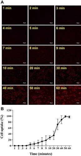 Figure 4 Cellular uptake of R6G-vit D-NPs by mesothelial cells. (A) Cellular uptake study of R6G-vit D-NPs treated with mesothelial cells (HMrSV5). The treated cells were harvested at different time-points and cellular uptake was monitored by fluorescence microscopy (red fluorescence). (B) The percentage of mesothelial cells which uptake R6G-vit. D-NPs (mean ± SD, n=6).