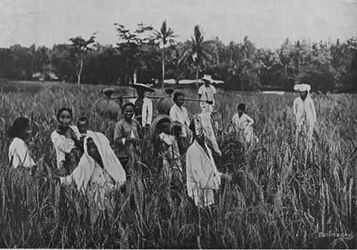 Figure 3. Rice harvest.Source: The Netherlands Indie vol. 4 (7–8), 1937.