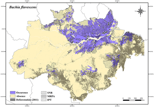 Figure 25. Occurrence area and records of Bachia flavescens in the Brazilian Amazonia, showing the overlap with protected and deforested areas.