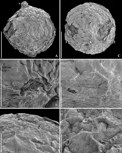 Figure 6. SEM images of Canrightiopsis dinisii gen. et sp. nov. Fruits, from the Early Cretaceous Chicalhão site, Portugal (sample Chicalhão 125). A. Fruit with two of three stamen scars exposed (numbered 1–2) and slightly raised, rounded stigmatic area (asterisk) (holotype, P0311). B. Detail of holotype showing stamen scar (1). C. Slightly abraded fruit with two of three stamen scars (numbered 1 and 3) exposed; a further, larger scar-like structure (arrowhead) is different from the stamen scars in other specimens; stigmatic area (asterisk) indistinct (P0312). D. Detail of larger scar of fruit shown in (C) probably representing oil cell opening or damage to the fruit wall. E. Details of fruit shown in (C) showing stigmatic area (asterisk) and epidermal cells of fruit wall. F. Detail of holotype showing epidermal cells of fruit wall with stomata-like openings. Scale bars – 500 µm (A, C), 100 µm (B, D, E), 50 µm (F).