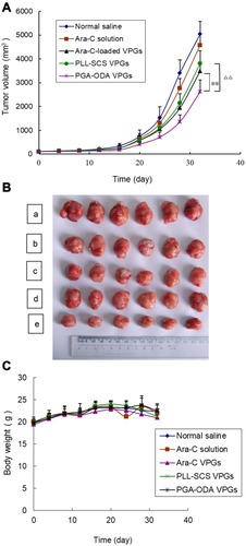 Figure 7 (A) In vivo tumor volume profiles of U87-MG glioma subcutaneous bearing nude mice treated with different formulation groups for 32 days (n=6). (◆) Normal saline; (■) Ara-C solution; (▲) Ara-C loaded VPGs; (●) PLL-SCS VPGs; (※) PGA-ODA VPGs. Error bars represent the standard deviation. **p<0.01, vs Ara-C loaded VPGs; ΔΔp<0.01, vs PLL-SCS VPGs. (B) Photographs of excised tumors on U87-MG glioma subcutaneous bearing nude mice from the tested groups (n=6). (a) Normal saline; (b) Ara-C solution; (c) Ara-C loaded VPGs; d: PLL-SCS VPGs; e: PGA-ODA VPGs. Animals were sacrificed after 32 days. (C) Changes in the body weight of U87-MG glioma subcutaneous bearing nude mice (n=6). (◆) Normal saline; (■) Ara-C solution; (▲) Ara-C loaded VPGs; (×) PLL-SCS VPGs; (※) PGA-ODA VPGs. Error bars represent the standard deviation.