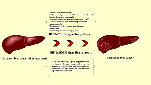 Figure 4 Role of the HIF-1a/BNIP3 signaling pathway in the RHCC.