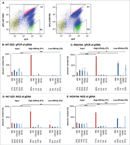 Figure 6. Flow cytometry-based panning using the Env/V3 model library stable cell line. A: A representative sorting experiment is shown to illustrate the flow cytometry-based cell sorting strategy (50,000 events). Living, single HEK293 cells were gated according to common hierarchical gating strategies. The remaining cells were then gated for highest APC signals (447–52D or HGN194 with anti-human-APC secondary antibody) in relation to eGFP signals (expression control). Thus, a triangular gate (gate P1) was chosen to select for high affinity binders. Similarly, P2 was chosen to select for low affinity binders to 447–52D and HGN194. B to E: The stable cell line pool containing the complete 5 member Env/V3 model library was used in a flow cytometry-based panning procedure 24 h after induction with doxycycline using 2.7 nM 447–52D (B, D) or 6.7 nM HGN194 (C, E). The envelope genes from the cell line pool prior (Input) and after selection (High Affinity P1 and Low Affinity P2) were PCR-amplified from the genomic DNA, cloned into pQL13, recovered from E. coli and analyzed by qPCR (B and C) or, alternatively, the gDNA of the HEK293 cells was directly subjected to NGS analysis (D and E). The mean values of 3 independent experiments are shown. The percentages of the variants in the input mixture and after one round of panning are given. Statistics were calculated using an unpaired t-test. Asterisks are indicated for *** p < 0.001, ** p < 0.01 and * p < 0.05.