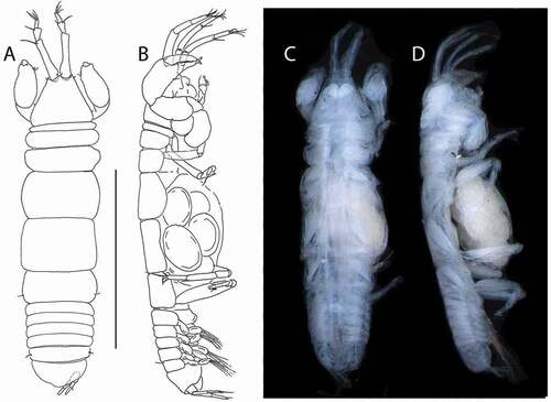 Figure 28. Pseudotanais elephas sp. nov., female holotype, (a, c), dorsal; (b, d) lateral. Scale line = 1 mm