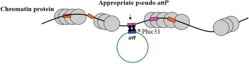 Figure 3. Schematic picture which illustrates the particular location of pseudo-attP sites in mammalian genome. As indicated by an arrow the appropriate pseudo-attP sites exist in open chromatin region in the chromosome. These sites are accessible for transcription machinery which allow over integrated gene expression.