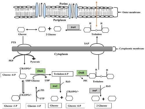 Figure 7. Schematic diagram of the trehalose metabolism pathway in Gram-negative bacteria is formulated from Kosciow et al., 2014 and Purvis et al., 2005. The green boxes represent the trehalose synthesis genes (otsA, trehalose-6-phosphate phosphatase; otsB, trehalose-6-phosphate synthase; and treC, trehalose-6-phosphate hydrolase), whereas grey boxes represent the trehalose degrading genes (treA, periplasmic trehalase; and treF, cytoplasmic trehalase). At cytoplasm, trehalose is degraded by cytoplasmic trehalase gene (treF). The plasma membrane, stretch-activated proteins (SAP) facilitate the exit of trehalose under hypotonic conditions to the periplasm where it further degraded by periplasmic trehalase gene (treA).