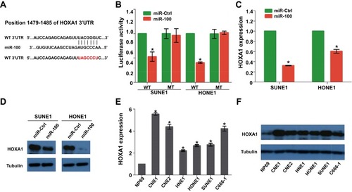 Figure 4 HOXA1 is a direct target of miR-100 and its expression is decreased in NPC (A) Wild-type (WT) and mutant (MT) 3′-UTR of HOXA1 with putative bind site of miR-100. (B) Relative luciferase activities of SUNE1 and HONE1 cells determined by the luciferase reporter assay. (C, D) The mRNA and protein expression of HOXA1 in SUNE1 and HONE1 cells transfected with miR-100 mimics or miR-Ctrl. (E, F) The mRNA and protein expression of HOXA1 in NPC cell lines determined by quantitative RT-PCR and Western blot. The data are presented as the mean ± SD; p values were calculated using Student’s t-test; * p<0.05.