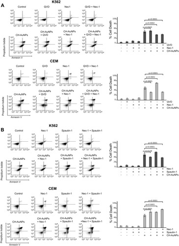 Figure 7 Role of necroptosis and autophagy in leukemic cells treated with CH-AuNPs. (A) Cell analysis (left) and quantification (right) using Necrostatin-1 (Nec-1) as a necrosome inhibitor and QVD (pan-caspase inhibitor) in K562 and CEM cells treated with CH-AuNPs. (B) Cell death analysis (left) and quantification (right) during inhibition with Spautin-1 (autophagy inhibitor) and Nec-1 (necrosome inhibitor) in K562 and CEM cells treated with CH-AuNPs.