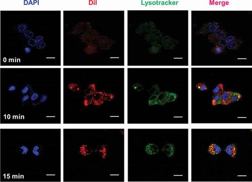 Figure 4. (a) In vitro cytotoxicity against C643 thyroid carcinoma cell. (b) Flow cytometry analysis of Au-PFH-NAs and C-Au-PFH-NAs. (c) Quantification of apoptosis by flow cytometry analysis. (d) Cell cycle arrest of Au-PFH-NAs and C-Au-PFH-NAs. (e) quantification of cell cycle arrest. P values < 0.05 were considered statistically significant (**p < 0.01, ***p < 0.001)