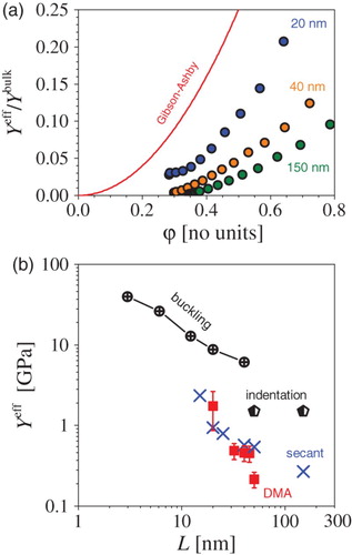 Figure 6. Effect of solid volume fraction ϕ and ligament size L on the effective elastic response of NPG in compression. (a) Normalized effective Young's modulus versus ϕ for different L (labels; data from Figure 3) and Gibson-Ashby scaling law. was taken as 80 GPa for massive gold. (b) Absolute values of , secant moduli from part (a) and storage moduli from dynamic mechanical analysis (DMA), each for specimens predeformed by plastic strain. Error bars represent sample-to-sample variance in several independent measurements. Results of studies of size-dependent by thin-film buckling [Citation33] and nanoindentation [Citation32] are shown for comparison.