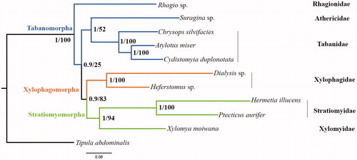 Figure 1. Phylogenetic tree of 10 Brachyceran species which consist of two Xylophagidae species. Bayesian posterior probabilities and ML bootstrap values were labeled at each node.