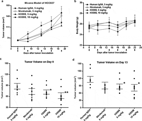 Figure 4. Antitumor response of HX008 in Mixeno model. (a) tumor growth curves of HCC827 tumors in NSG mice. Human PBMC were intravenously (i.v.) injected into mice prior to a subcutaneous HCC827 inoculation. The mice were treated with HX008 (10 mg/kg, or 5 mg/kg; n = 8/group) or nivolumab (5 mg/kg, n = 8) or isotype control antibody (5 mg/kg, n = 8) on Day 6, 9, 13, 16, 19 and 22 after inoculation, respectively. Each group had eight mice, and tumor volume was measured twice weekly. (b) the results of the body weight changes in the tumor-bearing mice. (c) group mean tumor volume measured on Day 9. (d) group mean tumor volume measured on Day 13. For comparisons between groups in the study, we used one-way ANOVA with the Dunn-Sidak post hoc test. A P value of <0.05 was considered to be statistically significant (compared with isotype control). Data were shown as SEM of 8 mice per group; *, P < .05; **, P < .01