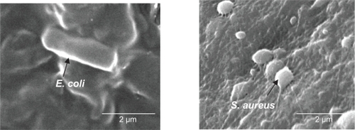 Figure 4 SEM images of bacteria attached on the surfaces of FSCP/COS NFMs after 2 hours of incubation.Abbreviations: COS, chito-oligosaccharides; FSCP, fish scale collagen peptides; NFMs, nanofibrous membranes.