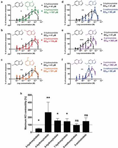 Figure 4. 5-hydroxyindole is the most potent stimulant of the rat colonic contractility among the other tested hydroxyindoles and their analogues. (a – f) Comparisons of concentration-response curves (n = 6–9; number of rat tissues used for each experiment) of 5-hydroxyindole (black) and 4-hydroxyindole (green) (a), 5-hydroxyindole (black) and 6-hydroxyindole (red) (b), 5-hydroxyindole (black) and 7-hydroxyindole (Orange) (c), 5-hydroxyindole (black) and 5-methoxyindole (blue) (d), 5-hydroxyindole (black) and 5-aminoindole (purple) (e) and 5-aminoindole (purple) and 5-methoxyindole (blue) (f). In each panel, the response was normalized to maximum response and expressed as percentage. Each graph contains the chemical formulas of the studied molecules in the upper panel of each graph. Concentration-response curves were fitted with a nonlinear fit (Log(Gaussian)) and compared with Extra sum-of-squares F test (*p < .05; **p < .01; *** p < .001). Error bars represent SEM. (h) The effect of 5-hydroxyindole, 4-hydroxyindole, 6-hydroxyindole, 7-hydroxyindole, 5-methoxyindole and 5-aminoindole on the rat colonic contractility normalized to the maximum KCl-induced response (n = 6–7; number of rat tissues used for each experiment). Data were analyzed using the Wilcoxon matched-pairs (before/after) signed rank test (*p < .05; **p < .01; ns = not significant). Error bars represent SEM.