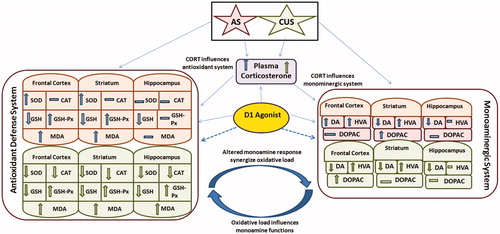 Figure 1. The schematic diagram summarizing the effects of dopamine D1 agonist on the central monoaminergic and oxidative systems under acute and chronic unpredictable stress. Acute stress (shows in upper panel of both antioxidant defense system and monoaminergic system) and chronic unpredictable stress (shows in lower panel of both antioxidant defense system and monoaminergic system). Solid line arrows signify the restoring effects of agonist (A68930) on stress (AS or CUS)-induced alterations, while dashed lines indicate the inability to revert these changes. Symbol Display full size represents increase, Display full size represents decrease, whereas Display full size represents no change in the response. Abbreviations: AS, acute stress; CUS, chronic unpredictable stress; CORT, corticosterone; SOD, superoxide dismutase; CAT, catalase; GSH, glutathione; GSH-Px, glutathione peroxidase; MDA, malondialdehyde; DA, dopamine; HVA, homovanillic acid; DOPAC, 3,4-dihydroxyphenyl acetic acid.