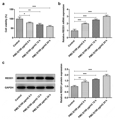 Figure 1. PM2.5 induces increased expression of REDD1 in BEAS-2B