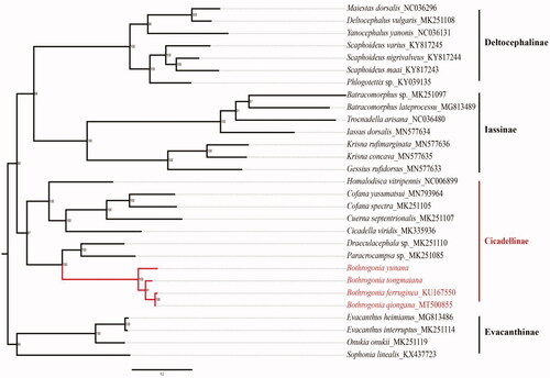 Figure 1. Phylogenetic analyses of Bothrogonia tongmaiana and Bothrogonia yunana based on the amino acid sequences of the 13 PCGs. (Numbers at nodes are bootstrap values. The GenBank accession number for each species is indicated after the scientific name.)