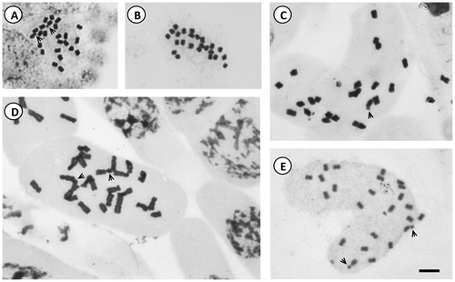 Figure 3. Photomicrographs of mitotic metaphases in Solanum species of Dulcamaroid clade with 2n = 24. (A) S. aligerum; (B) S. amygdalifolium; (C) S. angustifidum; (D) S. crispum; (E) S. dulcamara. Scale bar = 6 μm, all photomicrographs at the same scale. Arrows indicate satellites.