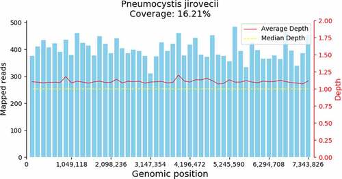 Figure 2. Pneumocystis jirovecii genome coverage map of Patient 6