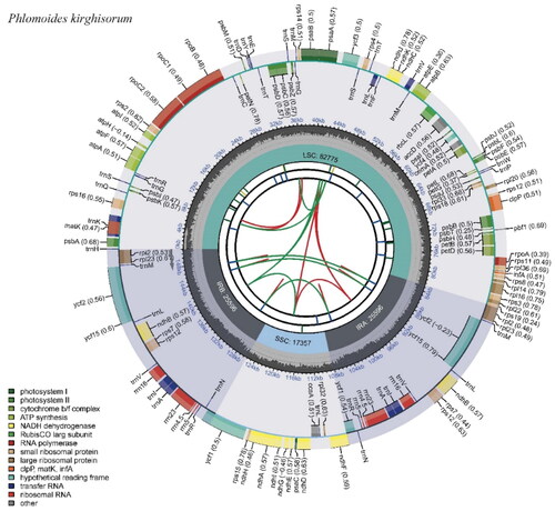 Figure 2. Chloroplast genome map of P. kirghisorum. The map contains six circles. From the center going outward, the first circle shows the distributed repeats connected with red (the forward direction) and green (the reverse direction) arcs. The next circle shows the long tandem repeats marked with short blue bars. The third circle shows the short tandem repeats (STRs) or microsatellite sequences as short bars with different colors. The fourth circle shows the size of the LSC, SSC, IRA, and IRB. The fifth circle shows the GC contents along the plastomes. The sixth circle shows the genes, and their optional codon usage bias is displayed in the parenthesis after the gene name. Genes are color-coded by their functional classification. The transcription directions for the inner and outer genes are clockwise and anticlockwise, respectively. The functional classification of the genes is shown in the bottom left corner.