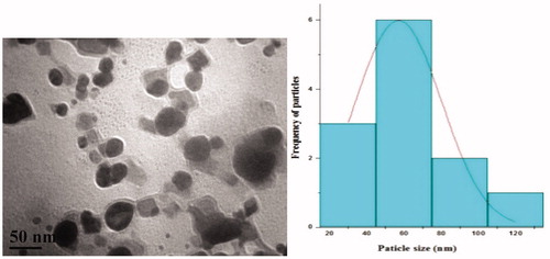 Figure 7. TEM and particle size histogram of Pd NPs.