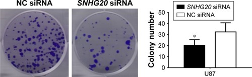 Figure 5 lncRNA SNHG20 modulates the colony formation abilities of glioma U87 cells.Notes: Colony formation is dramatically reduced following SNHG20 silencing. *P<0.05 vs the NC siRNA group.