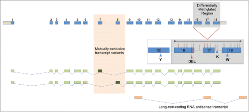 Figure 1. Manually annotated AmLAM gene model showing all exons in 2 mutually exclusive transcript variants. The alternatively spliced and methylated exons are shown against orange and gray backdrops respectively. The four polymorphisms used for genotyping are shown in an insert (Y= C or T, K= G or T, W=A or T, DEL=12 bp deletion). The region analyzed by bisulphite sequencing is indicated by the gray line in the insert, with individual CpG sites represented by vertical lines. Those CpG sites affected by sequence variations are shown in red.