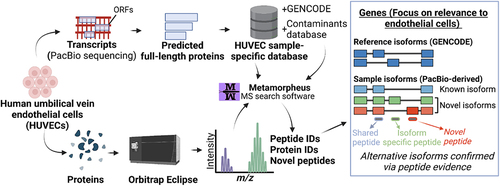 Figure 1. Characterization of isoform diversity in HUVECs through integration of long-read RNA-seq with mass spectrometry data (‘long read proteogenomics’). Transcripts are converted into a protein isoform database based on predicted open reading frames (ORFs) and the resulting database is searched against a sample-matched bottom-up mass spectrometry (MS) dataset. The peptide identifications can be used to support the expression of isoform candidates related to endothelial pathways.