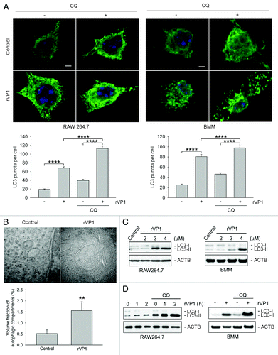 Figure 1. rVP1 induced autophagy in macrophages. RAW 264.7 or bone marrow-derived macrophage (BMM) cells were incubated with or without 2 μM chloroquine (CQ) and then 4 μM rVP1 for 4 h as indicated. (A) rVP1 induced LC3 puncta formation. After treatment, cells were fixed, stained with DAPI (blue), and immunolabeled with LC3 antibody followed by Alexa Fluor 488-conjugated goat anti-rabbit IgG (green). Fluorescent images were acquired by confocal microscopy. Scale bar: 2 μm. Data represent means ± SEM of quantitative analyses of LC3 puncta per cell in at least 50 cells/experiment in three independent experiments; ****p < 0.0001. (B) rVP1 induced formation of double-membrane autophagosomes. After treatment, cells were observed with transmission electron microscopy. Data represent means ± SEM of volume fraction of autophagic compartments; **p < 0.01. (C) rVP1 increased LC3 lipidation. Cells were treated with serial concentrations of rVP1 as indicated and their lysates were subjected to immunoblot analysis using antibodies against LC3. (D) Lysosomal degradation inhibitor CQ enhanced rVP1-mediated LC3 lipidation. Cells were incubated with 2 μM CQ for 30 min and then 4 μM rVP1 for another 4 h, unless specified otherwise. Cell lysates were collected and analyzed by immunoblot using anti-LC3 antibodies. ACTB was used as a loading control. Blots are representative of three independent experiments.