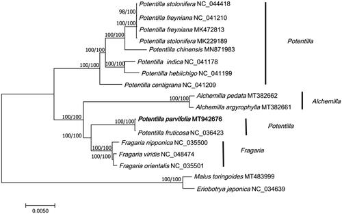 Figure 1. Phylogenetic tree of 17 species based on complete chloroplast genome sequences using NJ (with 1000 replicates) and ML (with 1000 replicates) methods. The numbers below the branches indicate the corresponding bootstrap support values from the ML and NJ trees. Malus toringoides (MT483999) and Eriobotrya japonica (NC_034639) are outgroups.