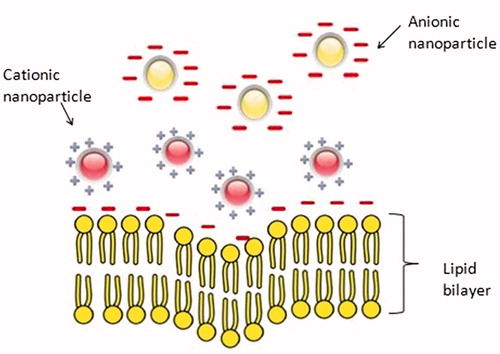 Figure 1. The effect of surface charge on nanoparticle–cell interactions. Cationic nanoparticles are more prone to enter the cells by electrostatic attraction of negatively charged cell membrane.