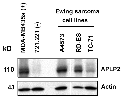 Figure 1. Substantial levels of APLP2 are present in Ewing sarcoma cell lines. Lysates of the Ewing sarcoma cell lines A4573, RD-ES, and TC-71 were immunoblotted with a polyclonal antiserum specific for APLP2 or with an antiserum for actin (as a loading control). MDA-MB435s (melanoma cell line) and 721.221 (B lymphoblastoid cell line) were included as controls expressing known high or low (respectively) levels of APLP2. The white line indicates the position of an intervening lane that was removed from the figure. The data shown are representative of results from 2 experiments that included these 3 Ewing sarcoma cell lines analyzed together and are representative of over 10 experiments that included various other groups of Ewing sarcoma cell lines.