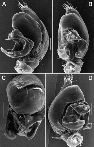Figure 8. Scanning electron microscopy images of the male palp of Oecobius zagros sp. n. (A) retrolateral; (B) ventral; (C) anterior; (D) proventral. Scale bar = 0.1 mm. Abbreviations: Co – ‘conductor’, Em – embolus, Ra – radical apophysis, St – subterminal apophysis, Ta – terminal apophysis.