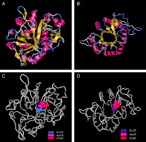 Figure 4.  Molecular 3-D model of human GDE4 and locations of the deduced catalytic sites. (A) and (B) Molecular 3-D model of human GDE4 by SWISS-MODEL (A) and ESyPred3D (B) Web Server. The colored segments of the backbone structure mark the location of α-helix (red), β sheet (yellow), turn (blue), and coil (white). C and D: Locations of the deduced catalytic sites in 3-D model of human GDE4 by SWISS-MODEL (C) and ESyPred3D (D) Web Server. This Figure is reproduced in colour in Molecular Membrane Biology online.