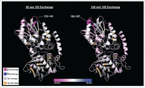 Figure 2. HDX heat map depicting those regions of CD73 (PDB code 4h2f) that undergo differential deuterium uptake when bound to MEDI9447. Relative exchange between antibody-bound and unbound CD73 is depicted as a function of deuterium exposure time with decreased exchange in magenta, increased exchange in blue, and no change in white. The N-terminal region at positions 132–143 exhibits the greatest decrease in exchange at the shortest exchange time point (left image, 30 sec) whereas region 182–187 exhibits the highest degree of differential exchange at the longest time point (right image, 120 min). Regions colored in light brown correspond to residues not detected in the mass spectrometry analysis (2.5% of total sequence). The orientation is such that the N-terminus is at the top and C-terminus is at the bottom of the structure. Color scale bar represents relative % change in deuterium uptake by CD73 in MEDI9447-bound vs. unbound states.