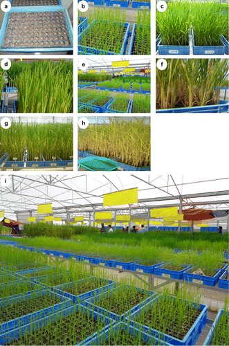 Figure 2. RGA system used in irrigated breeding programme at IRRI. (a) seeding (b) seedling stage (c) vegetative stage (d) flowering stage (e) glasshouse set-up (f) showing tillering (g) showing panicles (h) harvesting stage with inset showing harvested panicles (i) inside view of screenhouse (CS-08B).