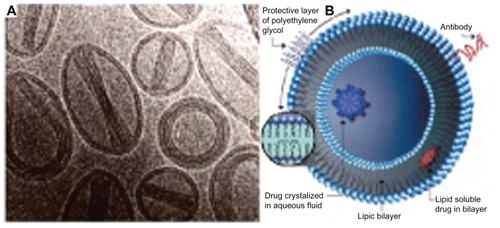 Figure 1 Scanning electron microscopy images (A) and structure schematic drawing (B) of liposomes.