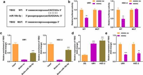 Figure 5. miR-18b-5p directly targets Y-box protein 2 (YBX2). (a) Binding sites of YBX2 and miR-18b-5p; (b) The luciferase activity of UM1 and HSC-2 cells co-transfected with luciferase reporter vector containing YBX2 and miR-18b-5p overexpression vector; (c) YBX2 expression after pulling down with miR-18b-5p; (d) YBX2 expression in UM1 and HSC-2 cells. (e) Expression of YBX2 in cells with miR-18b-5p overexpression. **P < 0.01, ***P < 0.001 versus control.