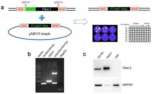 Figure 4. Generation of FAV4_Del carrying Fiber-2 without N-terminal 7–40aa. (a) Strategy of the CRISPR/Cas9 platform for generating the fiber-2-edited virus FAV4_Del. LMH cells were first transfected with sgRNA1 and sgRNA2, and then LMH cells were infected with FAdV-4-EGFP and transfected with donor plasmid at 24 hours post-transfection. The fiber-2-edited virus FAV4_Del was then purified by limiting dilution assay and viral plaque assay. (b) PCR identification of the fiber-2-edited virus FAV4_Del. Viral genome of purified FAV4_Del, FAdV-4 and unpurified FAV4_Del were extracted and identified by PCR. (c) Western blot analysis of the fiber-2-edited virus FAV4_Del. LMH cells were infected with the fiber-2-edited virus FAV4_Del and FAdV-4. 4 d post-infection, the infected LMH cells were harvested and lysed, and the lysates were then examined with western blot by mAb 1C9 against Fiber-2. Experiments B and C were performed for three times with comparable results