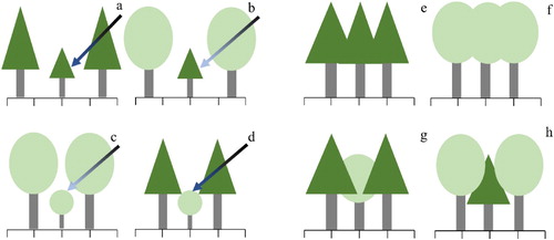 Figure 9. The effect of mixing pine (triangle crown) and oak (oval crown) trees (b, d, g, h) on canopy space and the availability of light (blue arrow) of different intensities (a darker arrow color indicates a higher intensity of light) compared with pure pine (a, e) and oak (c, f) stands.