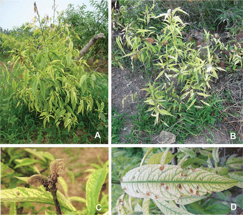 Fig. 2 Symptoms in peach trees infected with phytoplasmas. The diseased peach trees exhibited yellows and dieback (A, B), small and wilted fruit (C) and tattered appearance of leaves (D).