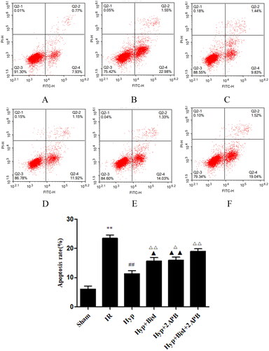 Figure 10. Effects of Hyp on the apoptosis of endothelial cells from the CBA. Apoptosis was analysed by flow cytometry following Annexin V-FITC/PI (Annexin V conjugated to green-fluorescent FITC dye and propidium iodide) double-staining. (A) Sham, (B) IR, (C) Hyp, (D) HYP + BisI, (E) Hyp + 2APB and (F) Hyp + BisI + 2APB. (G) Percentage of apoptotic cells is indicated (n = 6). **p < 0.01 vs. sham; ##p < 0.01 vs. IR; Δp < 0.05, ΔΔp < 0.01 vs. Hyp; ▲p < 0.05, ▲▲p < 0.01 vs. Hyp + BisI + 2APB.