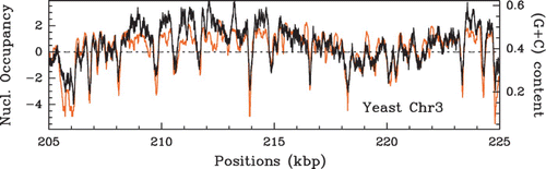 Figure 44. Comparison between the (G+C) content estimated in a 125 bp sliding window (black) and the S. cerevisiae in vitro nucleosome occupancy MNase-seq data of Kaplan et al. Citation(2009) (orange). The horizontal line indicates the genome wide average (G+C) content value of 0.38.